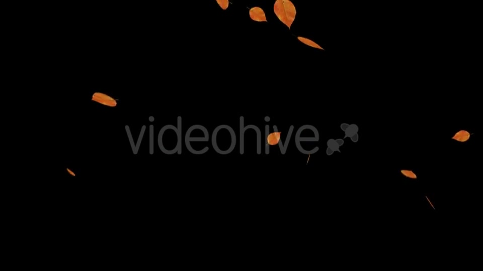 Falling Leaves Videohive 18739999 Motion Graphics Image 4