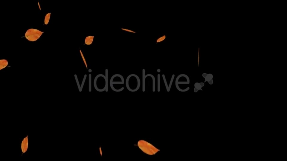 Falling Leaves Videohive 18739999 Motion Graphics Image 7