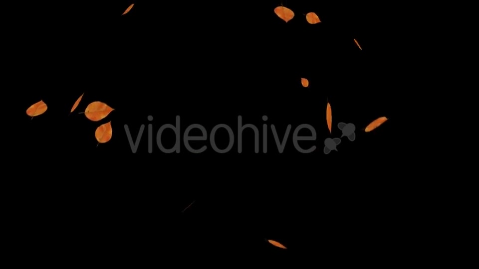 Falling Leaves Videohive 18739999 Motion Graphics Image 8