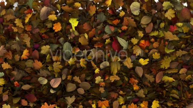 Falling Leaves Fill Screen Overlay Videohive 13185526 Motion Graphics Image 10