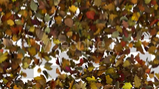 Falling Leaves Fill Screen Overlay Videohive 13185526 Motion Graphics Image 4