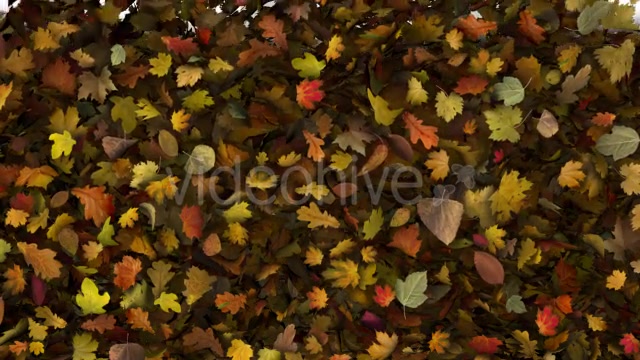 Falling Leaves Fill Screen Overlay Videohive 13185526 Motion Graphics Image 7