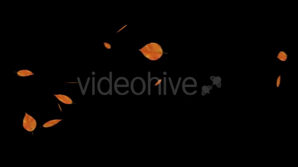 Falling Leaves With Alpha Channel Videohive 18739943 Motion Graphics Image 3