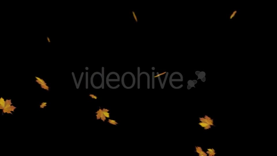 Falling Maple Leaves Videohive 18740068 Motion Graphics Image 1