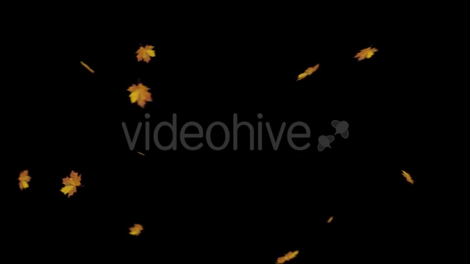 Falling Maple Leaves Videohive 18740068 Motion Graphics Image 10