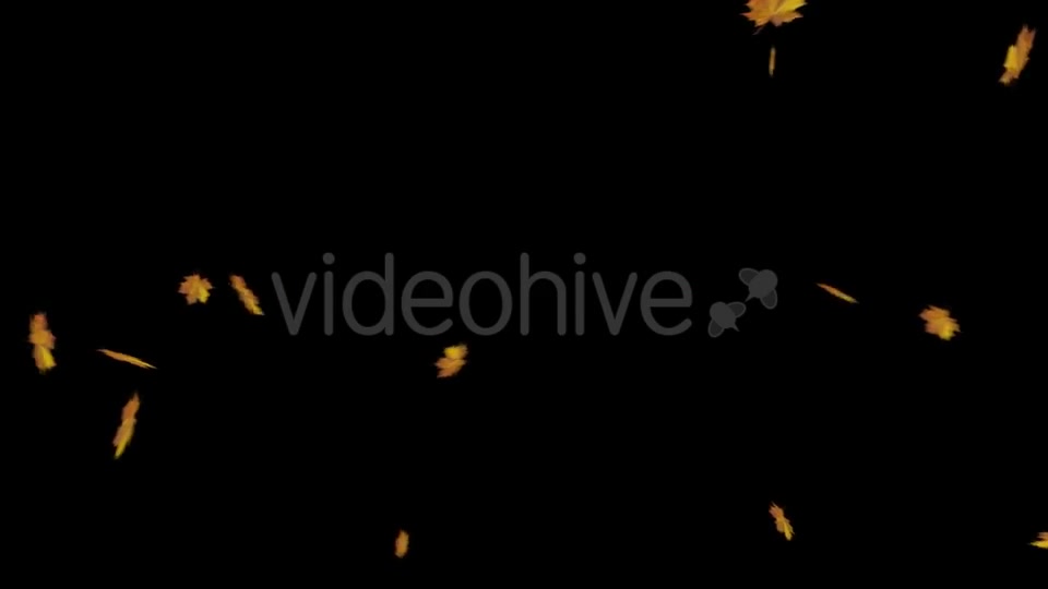Falling Maple Leaves Videohive 18740068 Motion Graphics Image 11