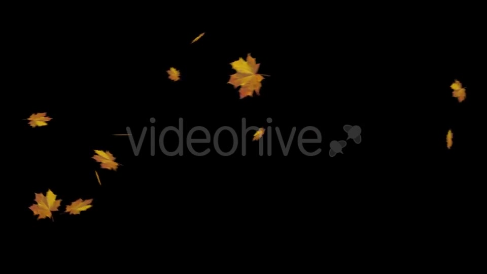 Falling Maple Leaves Videohive 18740068 Motion Graphics Image 3