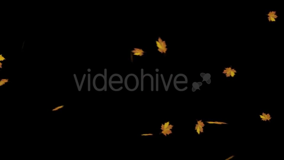 Falling Maple Leaves Videohive 18740068 Motion Graphics Image 4