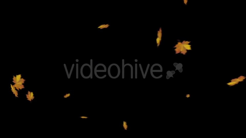 Falling Maple Leaves Videohive 18740068 Motion Graphics Image 5