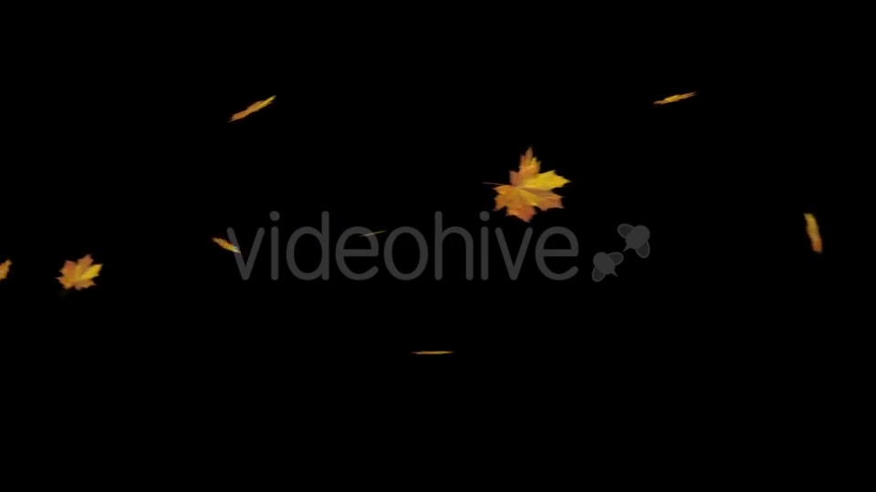 Falling Maple Leaves Videohive 18740068 Motion Graphics Image 6