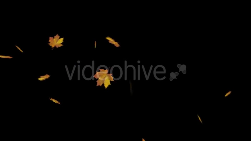 Falling Maple Leaves Videohive 18740068 Motion Graphics Image 7