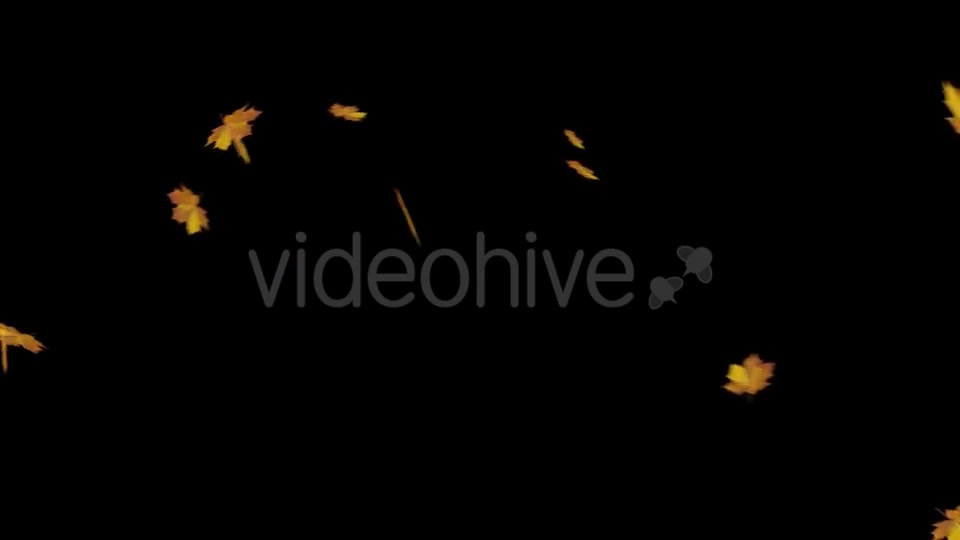 Falling Maple Leaves Videohive 18740068 Motion Graphics Image 8