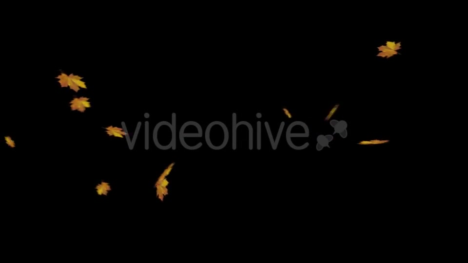 Falling Maple Leaves Videohive 18740068 Motion Graphics Image 9