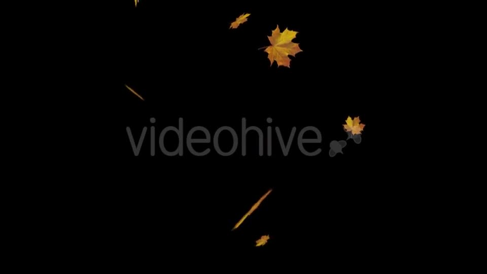 Falling Maple Leaves Videohive 18739913 Motion Graphics Image 1