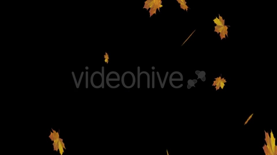 Falling Maple Leaves Videohive 18739913 Motion Graphics Image 10