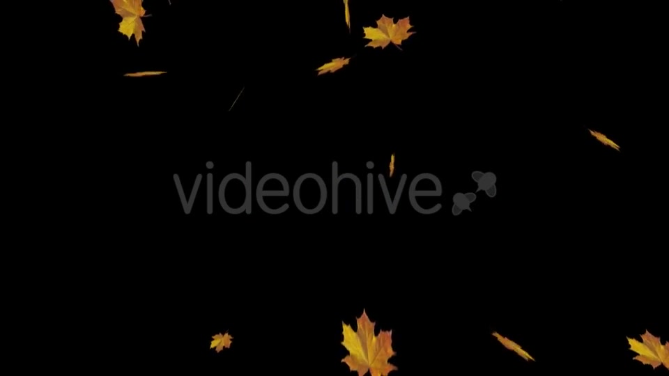 Falling Maple Leaves Videohive 18739913 Motion Graphics Image 11