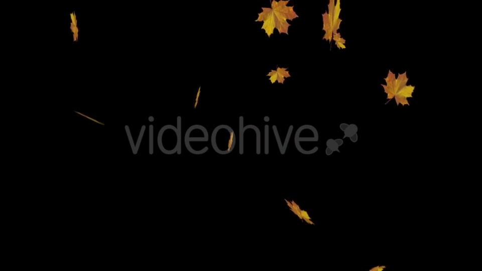 Falling Maple Leaves Videohive 18739913 Motion Graphics Image 2