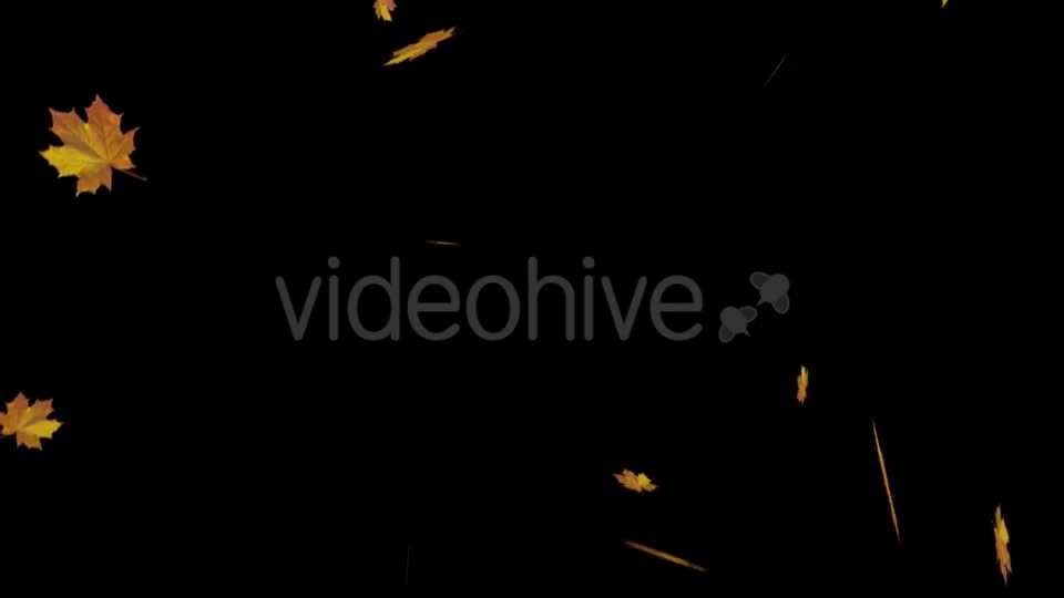 Falling Maple Leaves Videohive 18739913 Motion Graphics Image 3