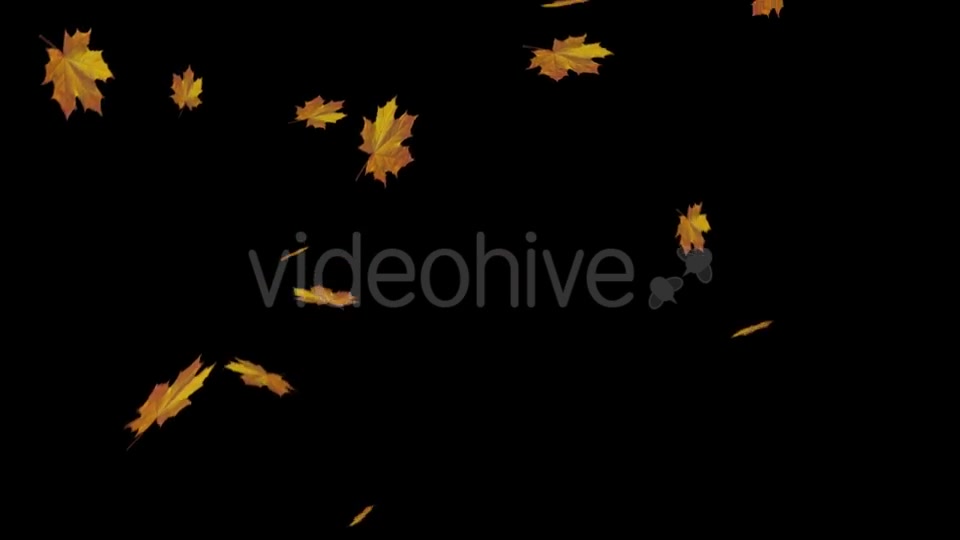Falling Maple Leaves Videohive 18739913 Motion Graphics Image 4