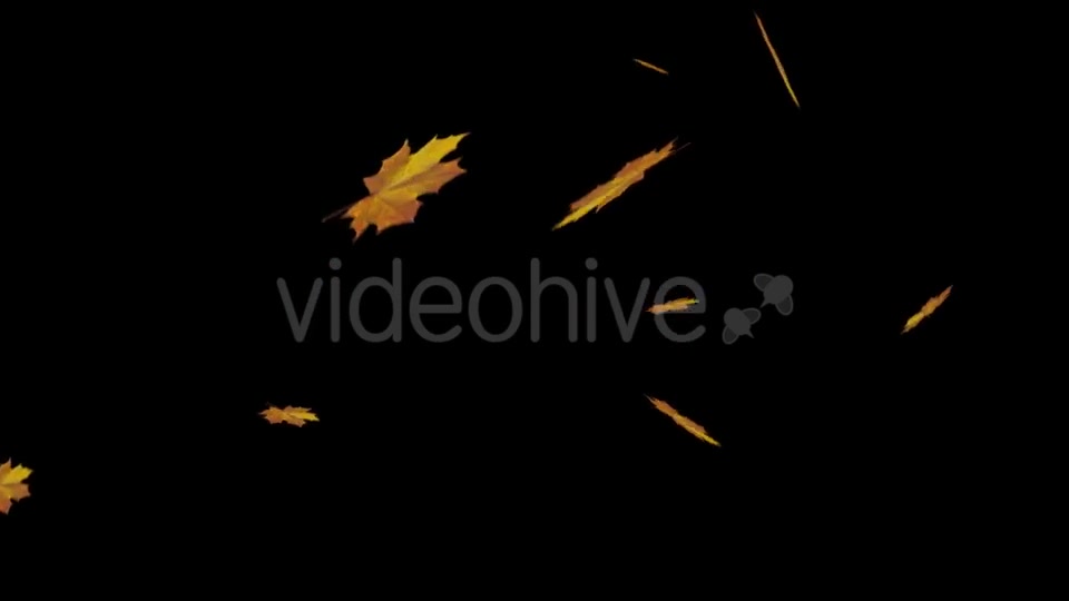 Falling Maple Leaves Videohive 18739913 Motion Graphics Image 5