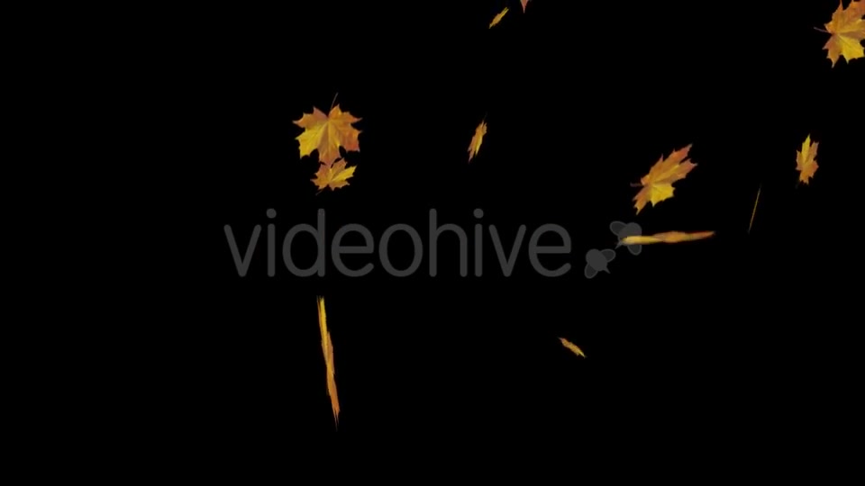Falling Maple Leaves Videohive 18739913 Motion Graphics Image 6