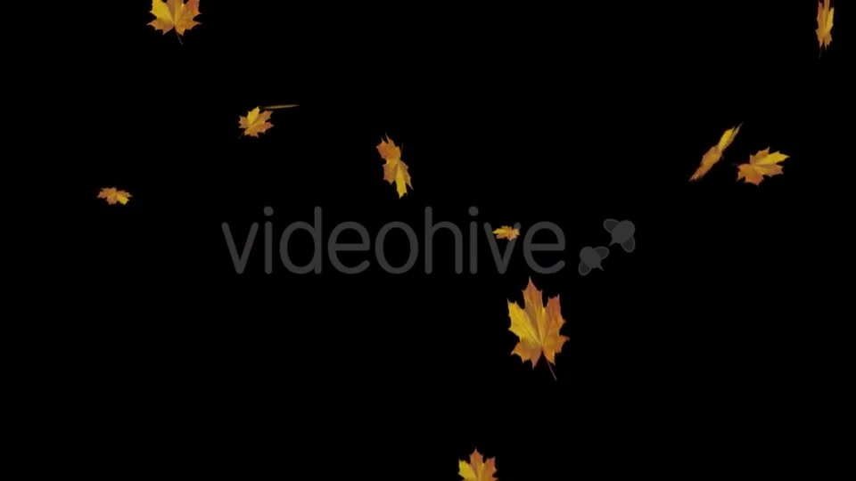 Falling Maple Leaves Videohive 18739913 Motion Graphics Image 7
