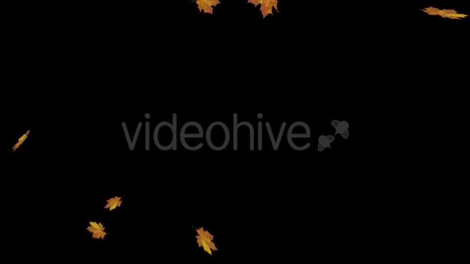 Falling Maple Leaves Videohive 18739913 Motion Graphics Image 8