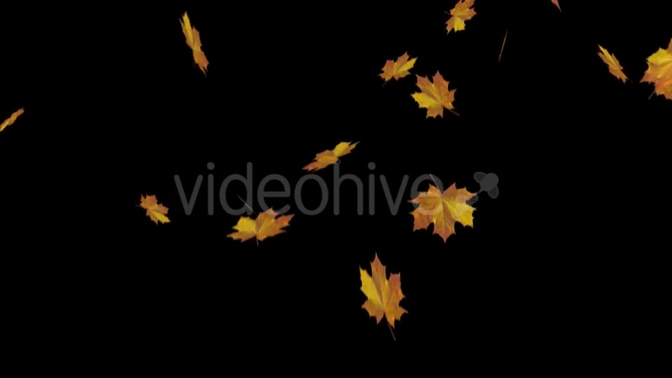 Falling Maple Leaves Videohive 18739913 Motion Graphics Image 9