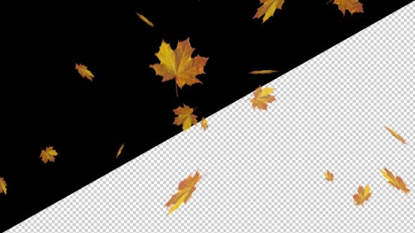 Falling Maple Leaves - Download 18739913 Videohive