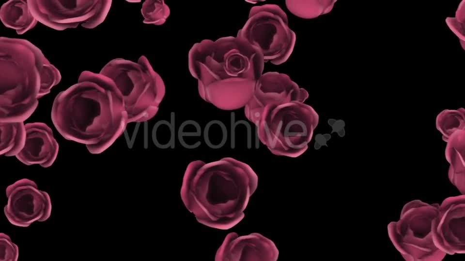 Falling of Pink Roses with Alpha Channel Videohive 19372722 Motion Graphics Image 1