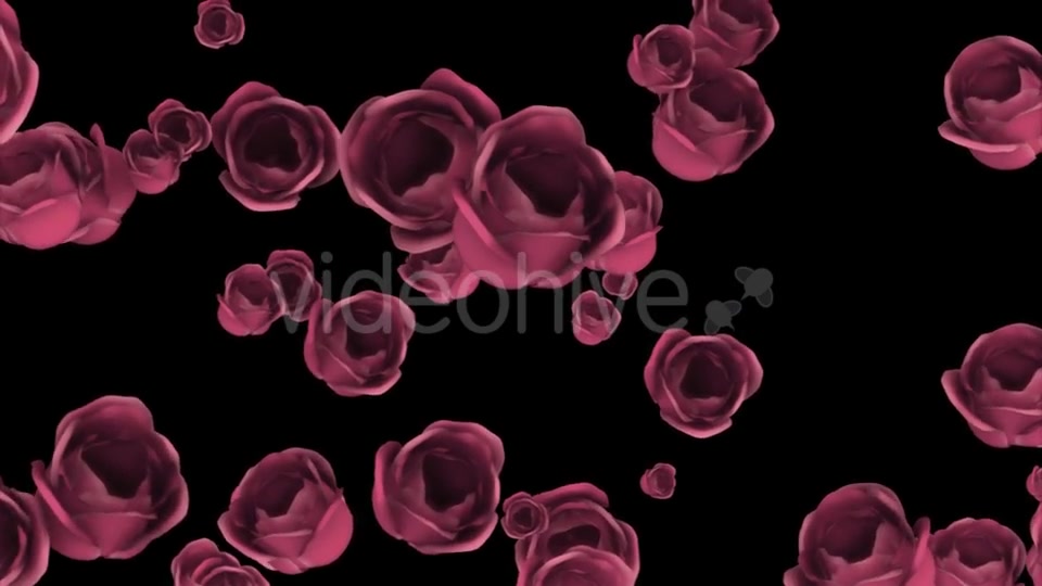 Falling of Pink Roses with Alpha Channel Videohive 19372722 Motion Graphics Image 10