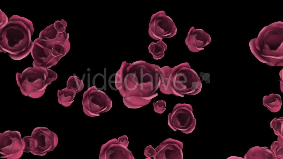 Falling of Pink Roses with Alpha Channel Videohive 19372722 Motion Graphics Image 12