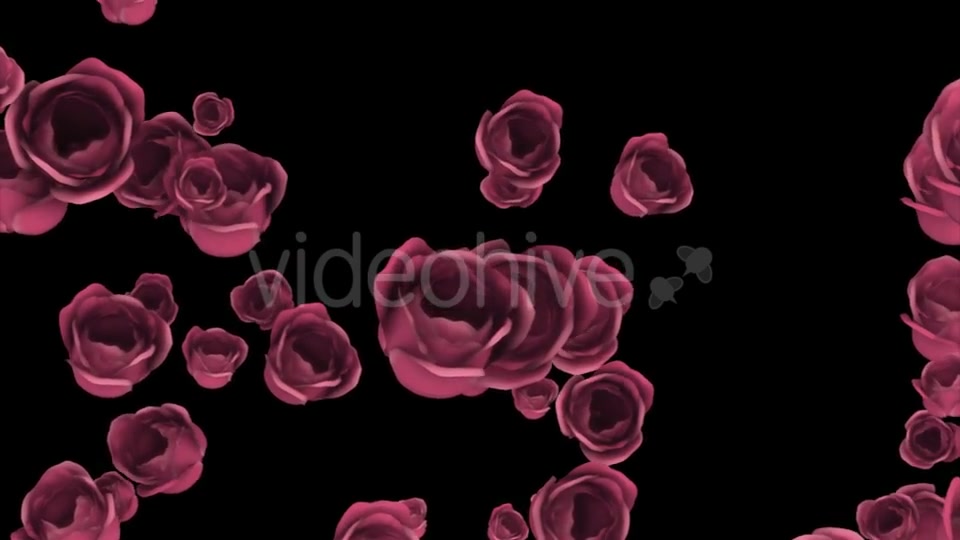 Falling of Pink Roses with Alpha Channel Videohive 19372722 Motion Graphics Image 13