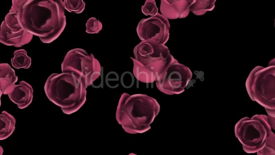 Falling of Pink Roses with Alpha Channel Videohive 19372722 Motion Graphics Image 2