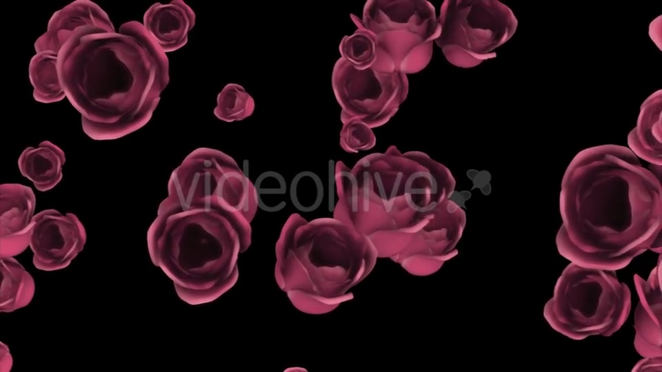 Falling of Pink Roses with Alpha Channel Videohive 19372722 Motion Graphics Image 3