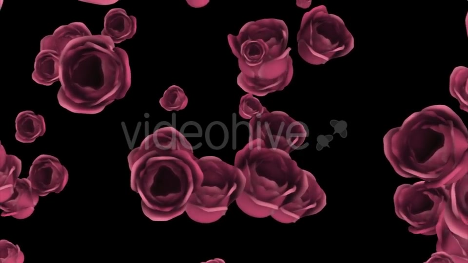 Falling of Pink Roses with Alpha Channel Videohive 19372722 Motion Graphics Image 4