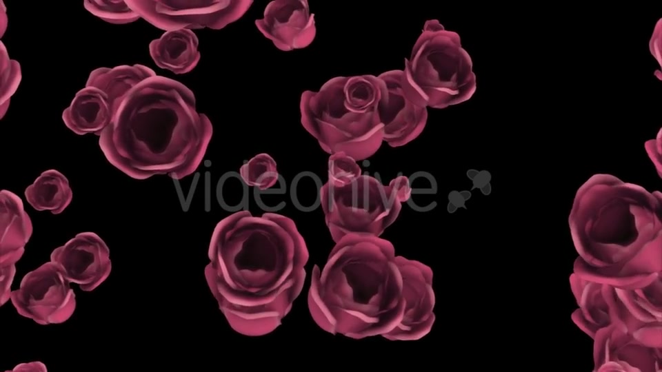 Falling of Pink Roses with Alpha Channel Videohive 19372722 Motion Graphics Image 5