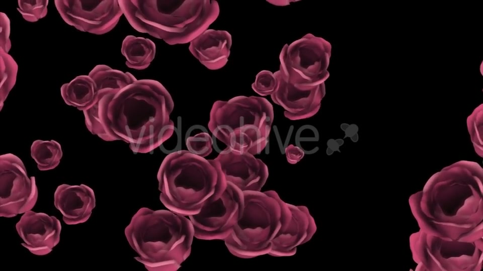 Falling of Pink Roses with Alpha Channel Videohive 19372722 Motion Graphics Image 6