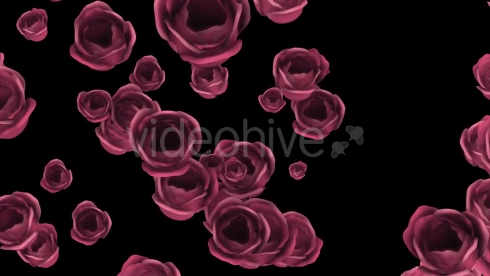Falling of Pink Roses with Alpha Channel Videohive 19372722 Motion Graphics Image 7