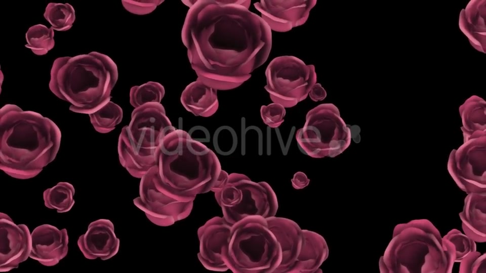 Falling of Pink Roses with Alpha Channel Videohive 19372722 Motion Graphics Image 8