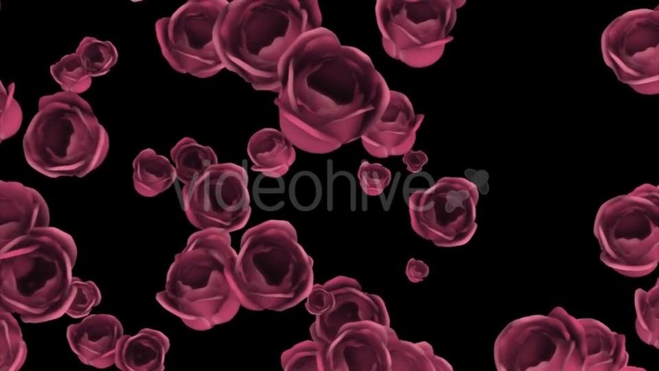 Falling of Pink Roses with Alpha Channel Videohive 19372722 Motion Graphics Image 9