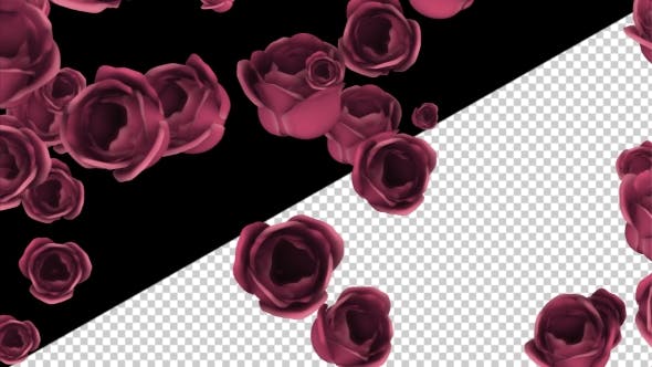 Falling of Pink Roses with Alpha Channel - Download Videohive 19372722
