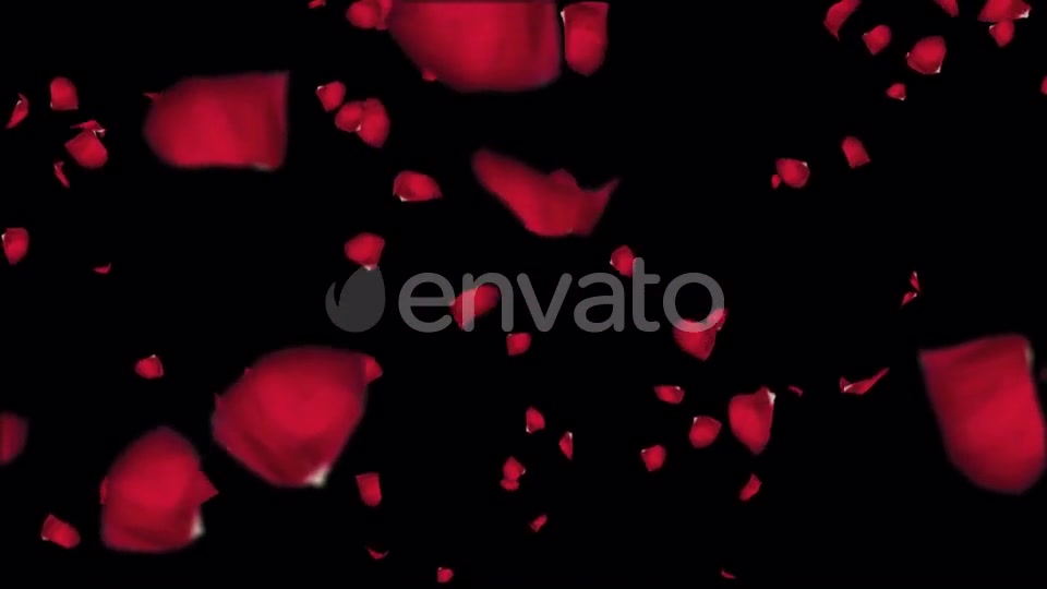 Falling Petals of Roses with an Alpha Channel Videohive 22059148 Motion Graphics Image 3