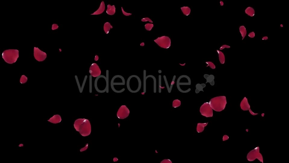 Falling Red Rose Petals Videohive 19445564 Motion Graphics Image 1