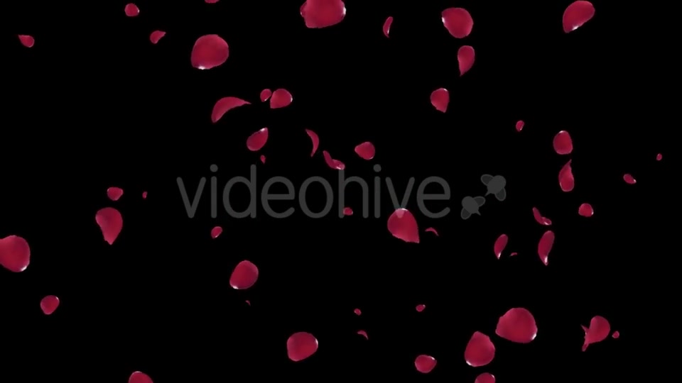 Falling Red Rose Petals Videohive 19445564 Motion Graphics Image 2
