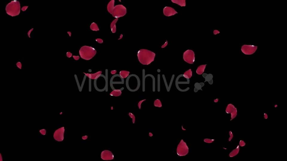 Falling Red Rose Petals Videohive 19445564 Motion Graphics Image 3