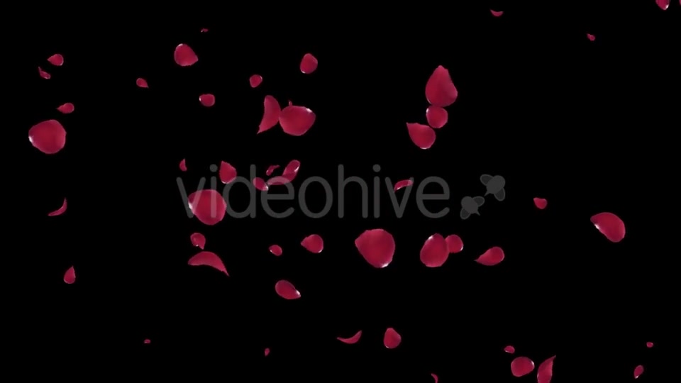 Falling Red Rose Petals Videohive 19445564 Motion Graphics Image 4