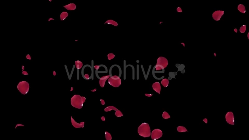 Falling Red Rose Petals Videohive 19445564 Motion Graphics Image 5