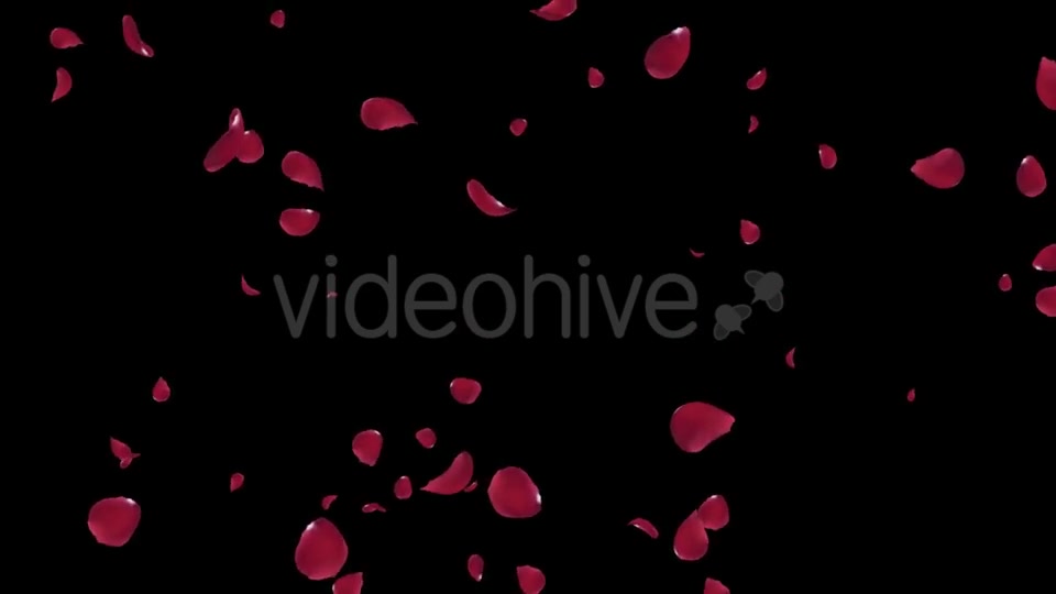 Falling Red Rose Petals Videohive 19445564 Motion Graphics Image 6