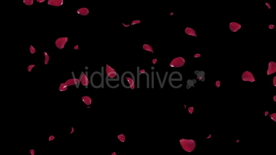 Falling Red Rose Petals Videohive 19445564 Motion Graphics Image 7